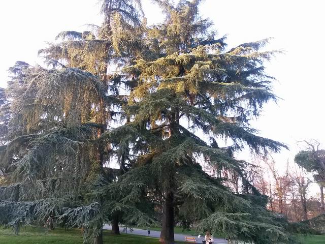 Cedrus atlantica